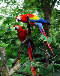 Ofertas Turísticas, COSTA RICA: SELVA, VOLCANES Y PLAYAS Ofertas Turísticas, COSTA RICA: SELVA, VOLCANES Y PLAYAS