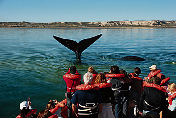 PAQUETES TURISTICOS PUERTO MADRYN-BUS - ARGENTINA